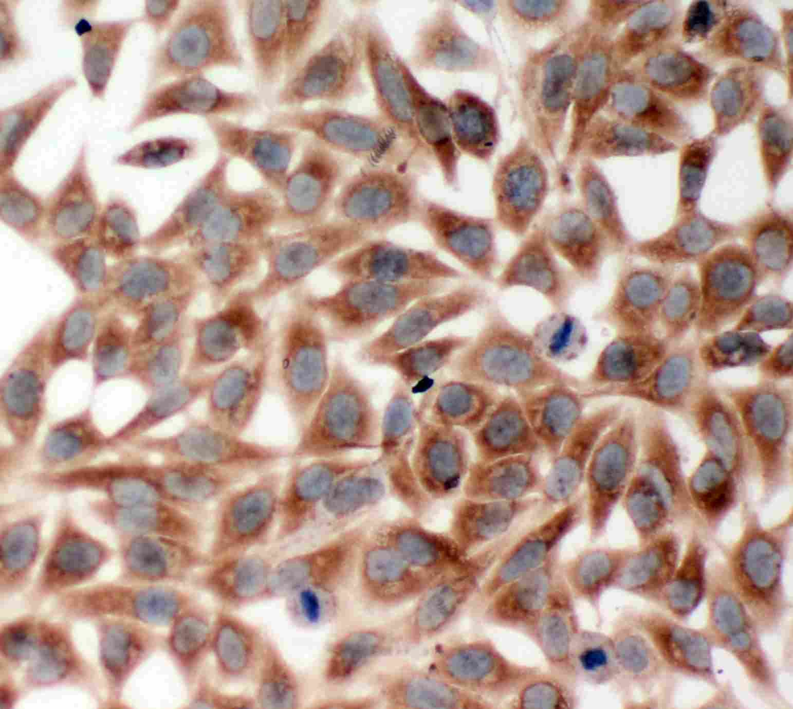 ICC - Anti-TRAF2 Antibody ABO11314